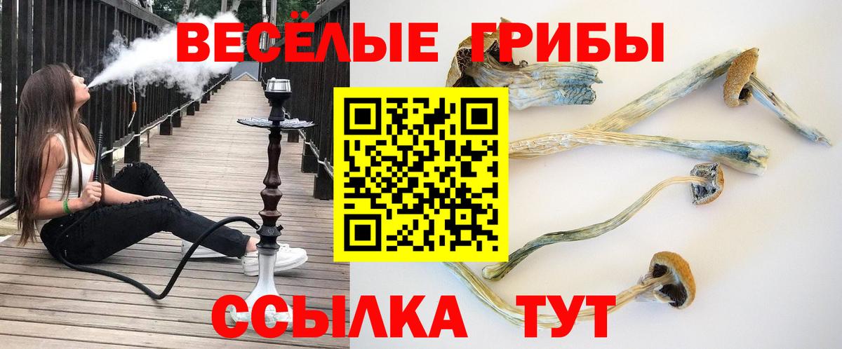 Галлюциногенные грибы Psilocybe  Кузнецк 